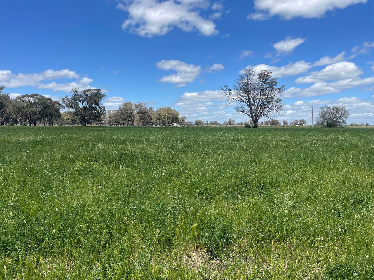 Image4 of Investment in a solar PV project located in Numurkah, Victoria, Australia
